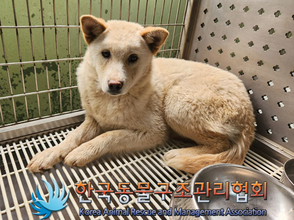 한국동물구조관리협회_441409202300331